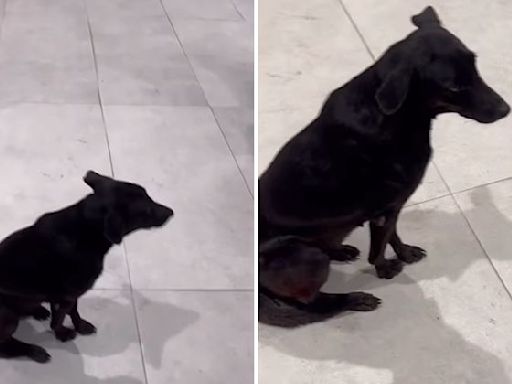 Viral video: Mumbai's Westside store let's dog rest inside while it rains, internet is in awe