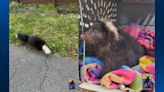 Pennsylvania wildlife rehabilitation center saves mother skunk with can stuck on head