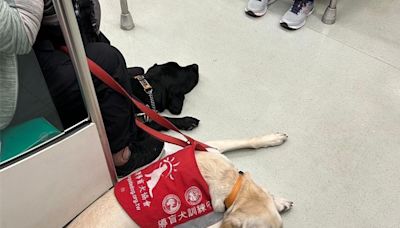 導盲犬上輕軌無障礙 2招讓身障者順利搭高雄捷運