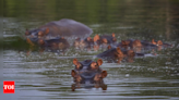 Hippo attack kills zookeeper | Ranchi News - Times of India