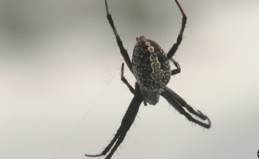 No, this week’s wildfire isn’t stopping Antelope Island’s celebration of spiders
