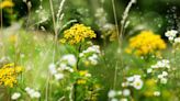 First day of summer brings worst day for pollen in the Pacific Northwest