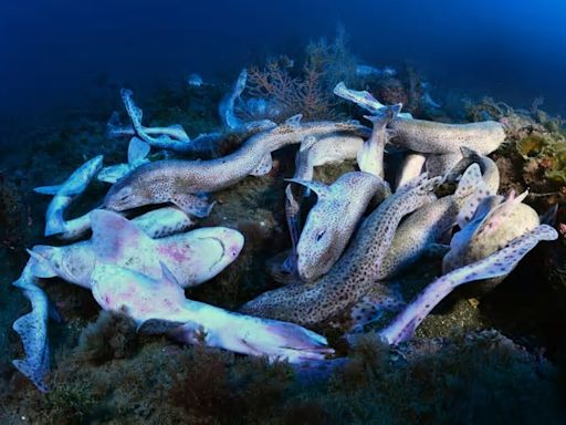 La Guardia Civil investiga la muerte de medio centenar de tiburones gato en Getaria