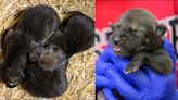 ‘Howlelujah!’ – 3 new critically endangered red wolves born and thriving at NC State’s College of Veterinary Medicine