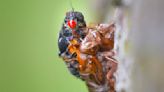 They're here! Cicadas appear in Central Illinois