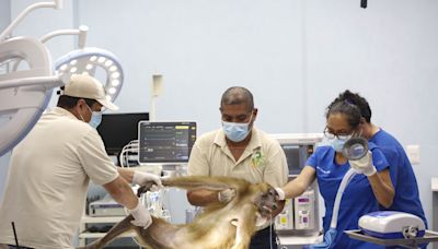 Un zoológico en México exhibe al público la atención clínica a 300 especies de animales