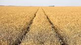 Dry Russian Weather Boosts Wheat Prices in Food Inflation Threat