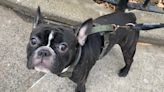 Gunman, 16, steals French Bulldog from NYC dog walker on Christmas morning