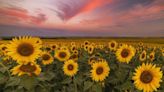 Brighten Your Day with North Dakota's Spectacular Sunflower Super Bloom in July and August