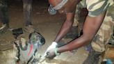 Group Saving Endangered Lions Helps Lioness Remove Porcupine Quills: 'Probably Saved Her Life'