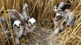 Montagu’s harriers fail to breed in UK for first time in 45 years – report