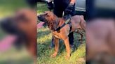 York County K-9 found, in good health, after running away