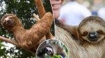 Sloths are cute but don’t hug them for a selfie, animal activists warn: ‘Can break bones with their teeth’