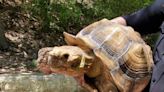 50-Lb. Tortoise Found Wandering in San Antonio Park After Digging Out of Owners' Backyard