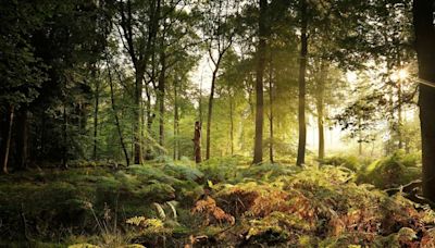 This 'peaceful' location holds the key to the UK's most colourful autumn walk