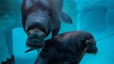 Teenage walruses dine on gourmet mussels at new home in U.S. zoo