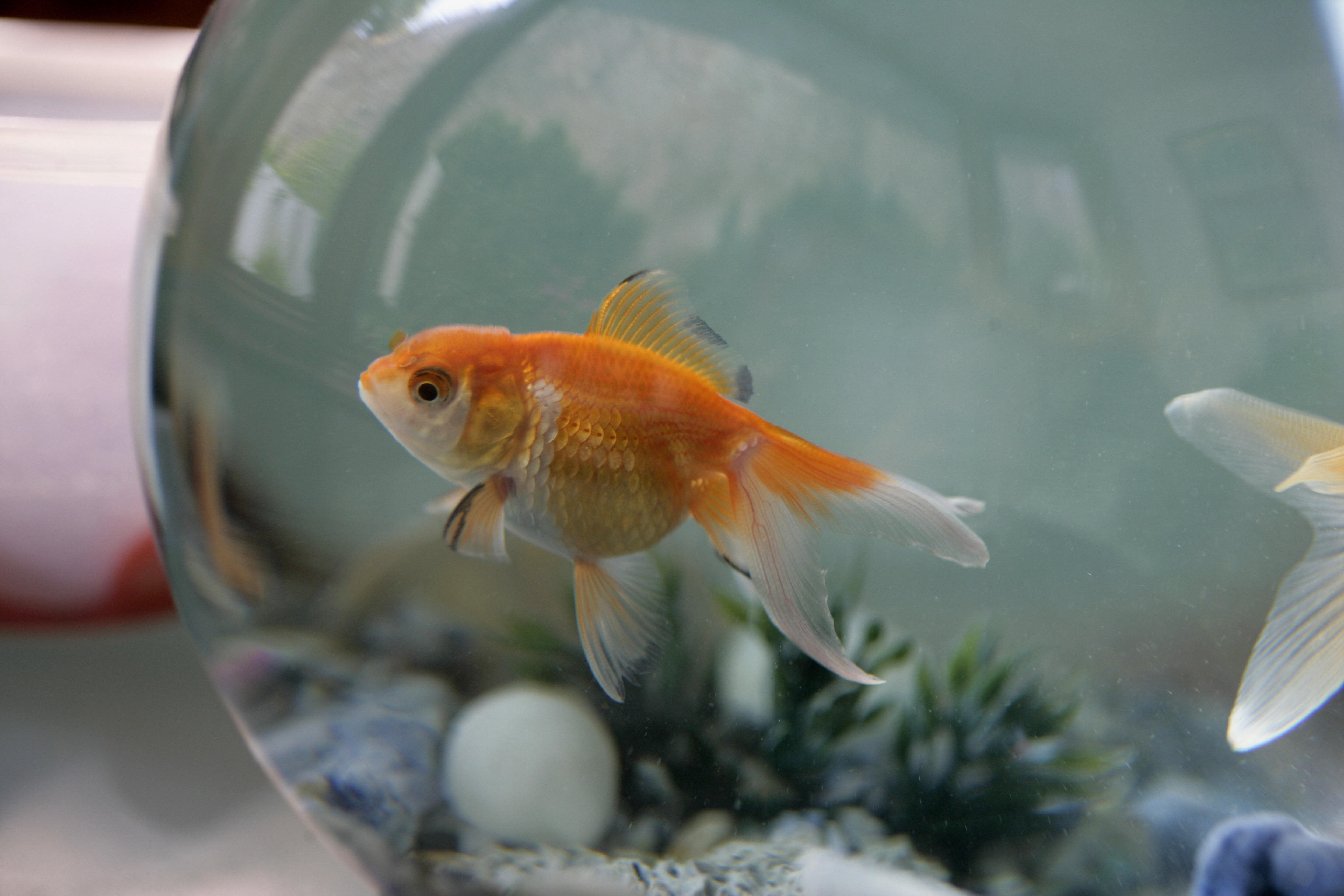 Mystery surrounds Alice, the goldfish found alive on a U.K. lawn