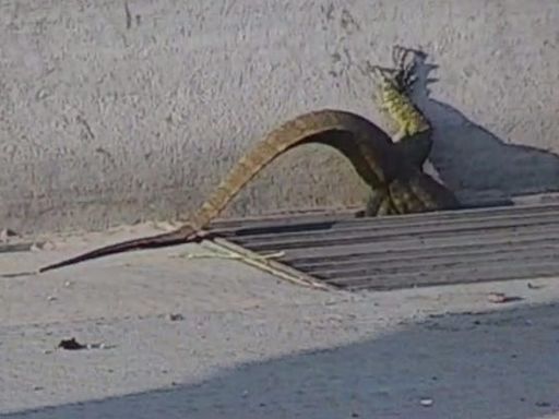 Monitor lizard rescued from Phoenix freeway during morning commute