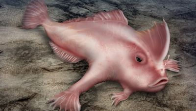 Cómo es el fascinante pez rosado con brazos, una especie en peligro de extinción