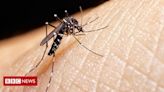 Dengue: o mosquito tigre por trás de casos da doença na Europa