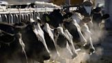 Arkansas Department of Agriculture tightens import restrictions on dairy cows | Northwest Arkansas Democrat-Gazette