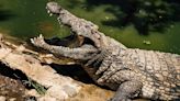 Crocodile that killed a little girl in Australia is shot dead