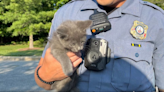 Kitten darts across highway and gets stuck in unlikely spot, Maryland cops say