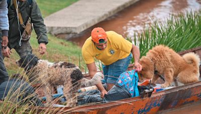 Chuvas no RS: diversas iniciativas atuam no resgate de animais; veja