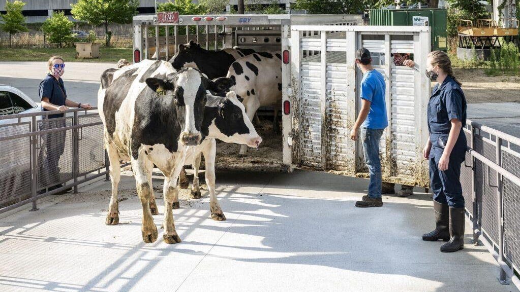 Bird flu outbreak hasn't hit Arizona dairy farms. Why the risk to humans remains low