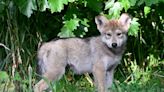 Brookfield Zoo announces naming contest for Mexican wolf pup