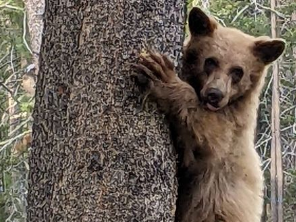 California wildlife officials investigate report of shot bear cub near South Lake Tahoe