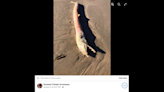 Creepy fish ‘outta the depths from hell’ washes up on Texas shore. What is it?