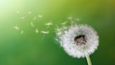 Descubierta la mecánica oculta del vuelo del diente de león