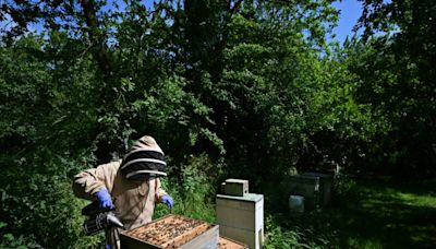 Apicultores y científicos británicos abordan el espinoso problema de la miel adulterada