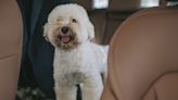 Revealed: 10 dog breeds that cope best with long car rides