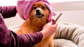 5 essential tools for grooming your dog at home