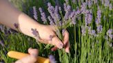 Gardeners urged to prune lavender ‘now’ or risk ‘leggy and twiggy’ plant