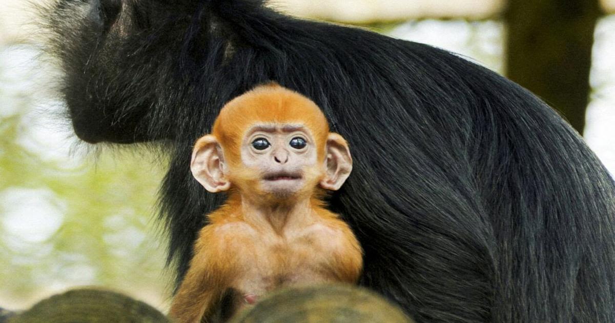 Zoo announces arrival of a François langur – one of the world s most endangered species of primate.