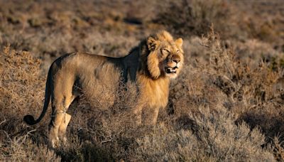 Lion with amputated leg swims record-breaking distance for ‘female partner’