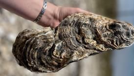 ‘Monster’ oyster weighing over 5 pounds harvested off coast | FOX 28 Spokane