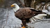 2 men killed and planned to eat a bald eagle in Nebraska, officials say