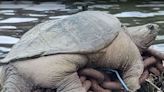Giant Snapping Turtle Dubbed 'Chonkosaurus' Spotted in Chicago River