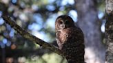 Lawsuit against US Fish and Wildlife seeks to protect California spotted owls from logging