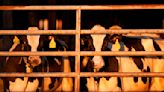 Colorado issues guidance for livestock fairs, shows as bird flu outbreaks among dairy cattle continue to grow