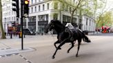 Army horses on the loose bolt through central London