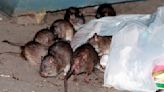 How to get rid of NYC rats without brutality? Birth control is one idea