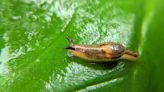 5 Natural Ways to Get Rid of Slugs from Your Garden