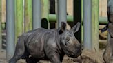 Newborn white rhino Silverio takes his first steps in Chilean zoo