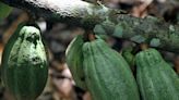 Cocoa hits 4-month low as demand predicted to weaken, supply grows
