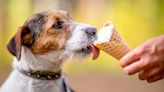 Ice Cream for Dogs: Pet Parents Are Springing for Human-Like Treats